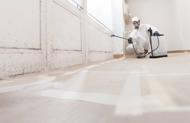 24/7 Emergency Basement Mold Removal experts in Winterville, NC