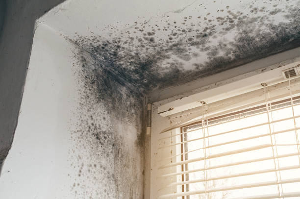 Affordable Basement Mold Removal solutions in Winterville, NC