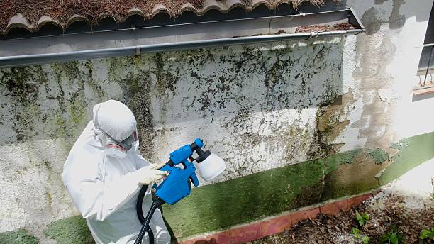 Top rated local Basement Mold Removal specialists in Winterville, NC
